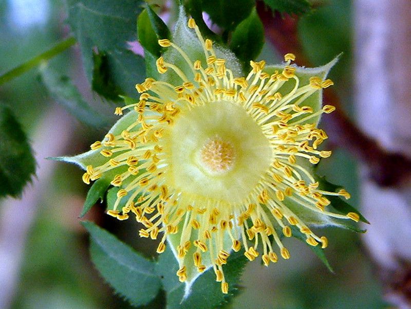 サンショウバラ 山椒薔薇 かぎけんweb サンショウバラ 山椒薔薇 かぎけんweb