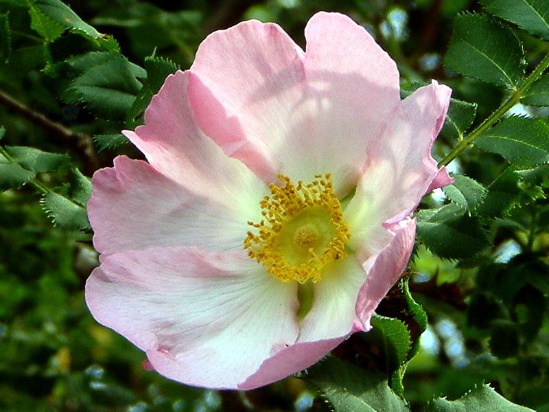 サンショウバラ 山椒薔薇 かぎけんweb