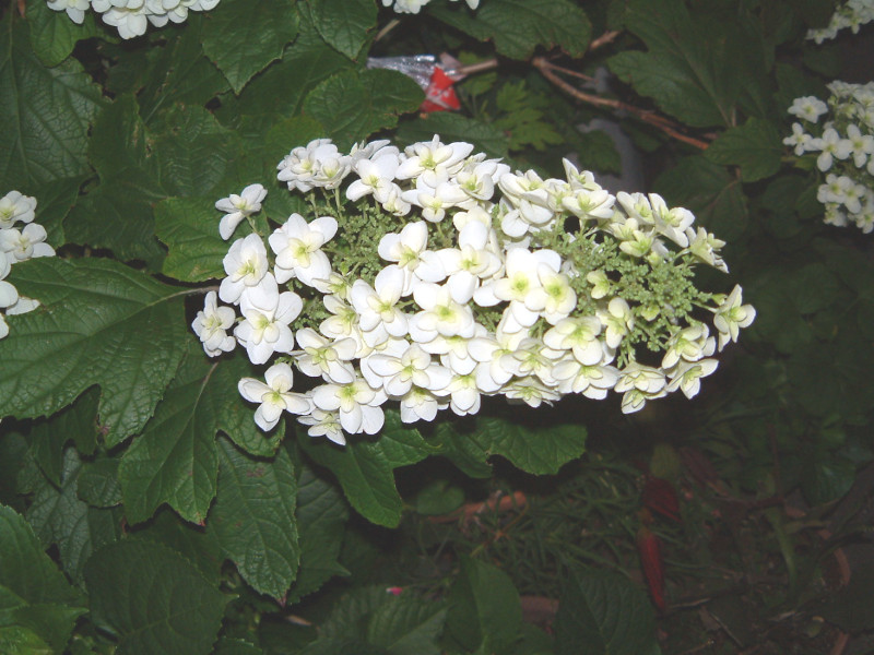 カシワバアジサイ　苗　☆　カシワバ紫陽花　柏葉紫陽花　(2021年分) カシワバアジサイ(柏葉紫陽花)【かぎけんWEB】