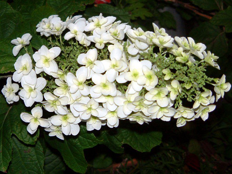カシワバアジサイ　苗　☆　カシワバ紫陽花　柏葉紫陽花　(2021年分) カシワバアジサイ(柏葉紫陽花)【かぎけんWEB】