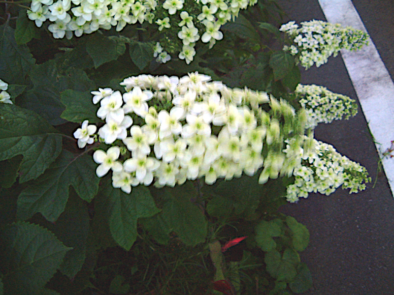 カシワバアジサイ(柏葉紫陽花)【かぎけんWEB】
