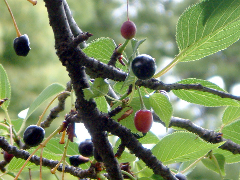 '\CjIC'(AwF Cerasus ~ yedoensis 'Somei-nioi')j