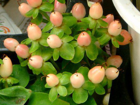 ヒペリカム Hypericum かぎけんweb