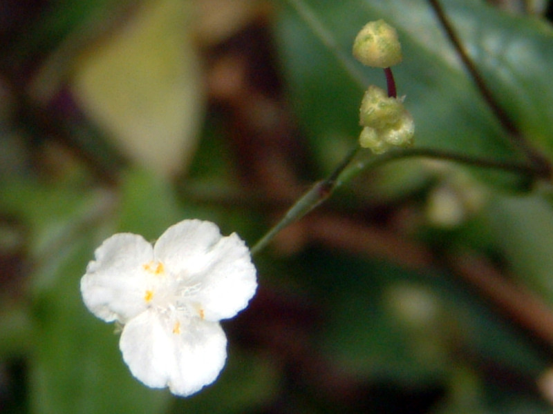 uC_x[iBridal veilAwFGibasis pellucidaj