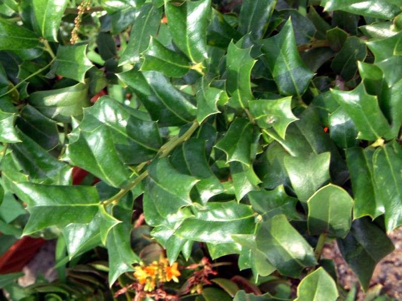 yabane-hiiragi_mochi