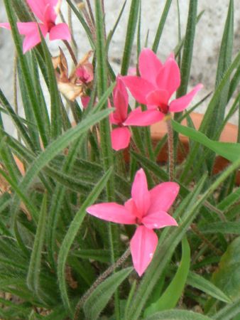 アッツ桜、ネジバナ！(2005年6月26日)【かぎけんWEB】