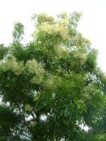 �X���[�N�c���[