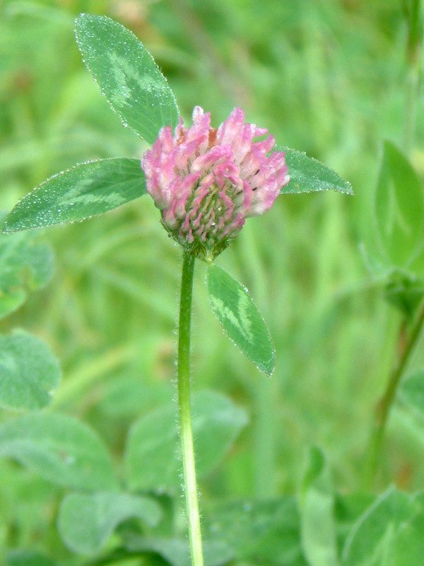 �A�J�c���N�T(�ԋl��)