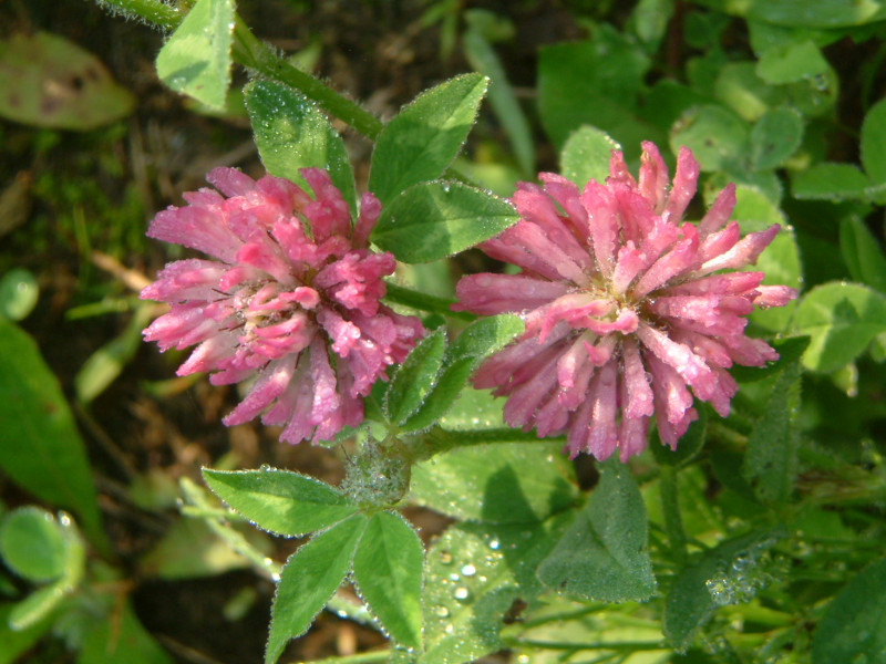 �A�J�c���N�T(�ԋl��)