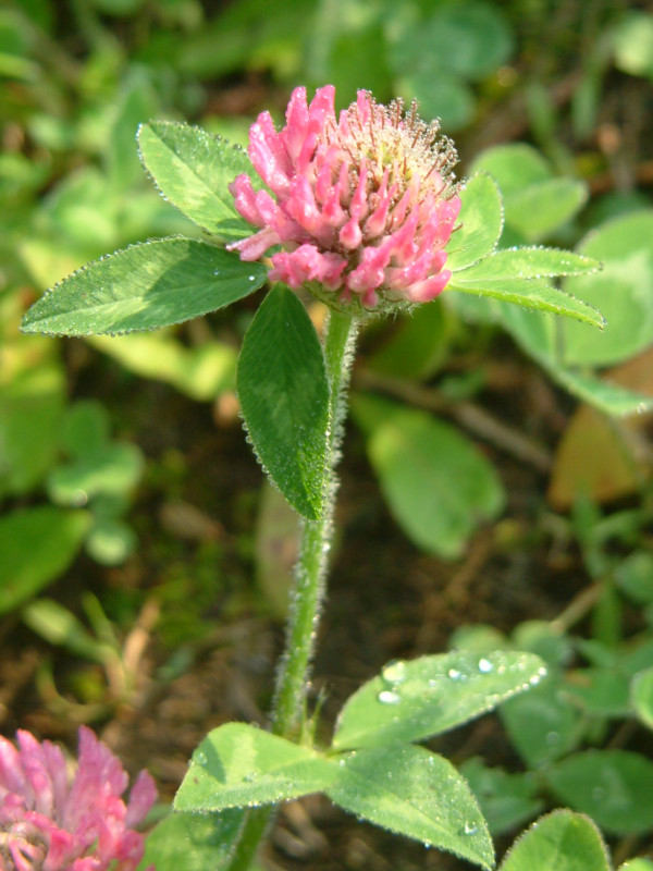 �A�J�c���N�T(�ԋl��)