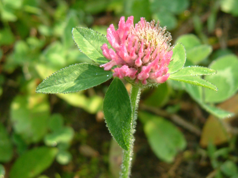 �A�J�c���N�T(�ԋl��)