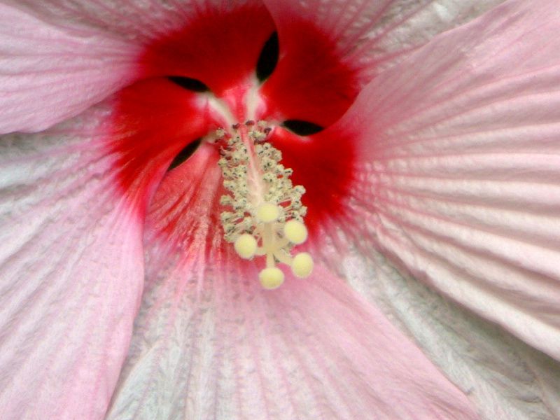 アメリカフヨウ アメリカ芙蓉 かぎけんweb