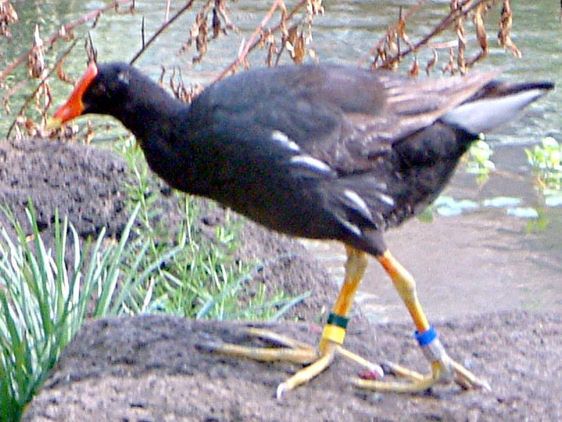 バン Hawaiian Moorhen かぎけんweb バン Hawaiian Moorhen かぎけんweb