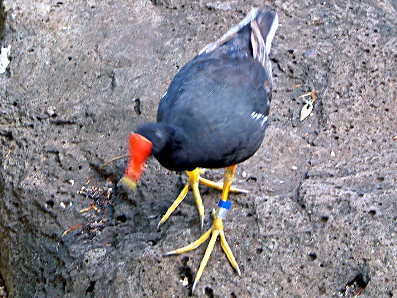 hawaiian-moorhen