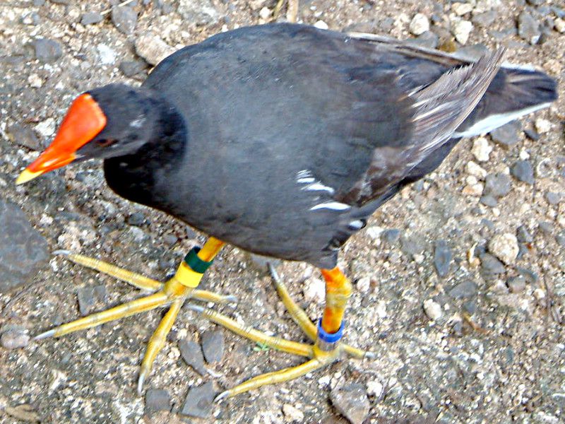 hawaiian-moorhen