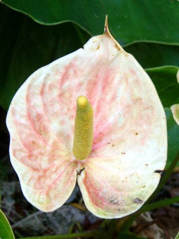 AXE(Anthurium)