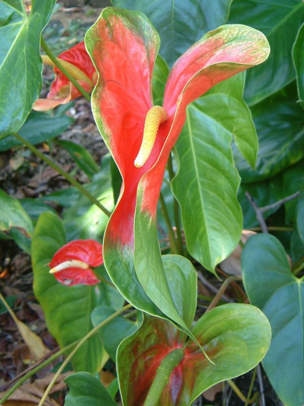 AXE(Anthurium)