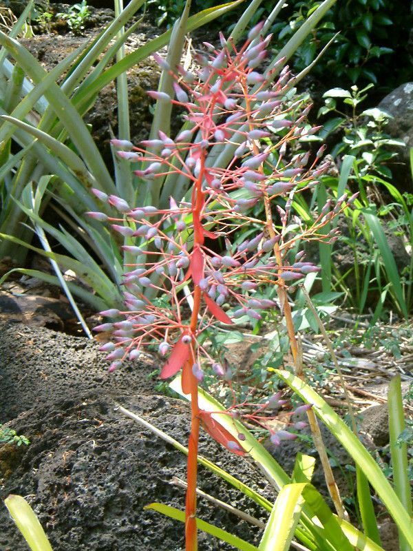 portea-petropolitana