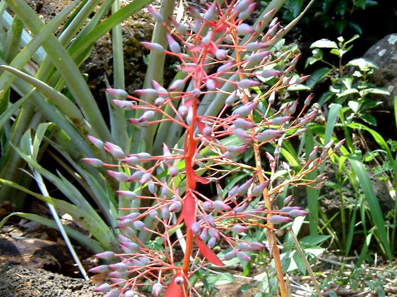 portea-petropolitana