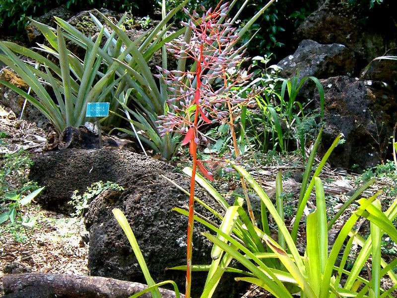 portea-petropolitana