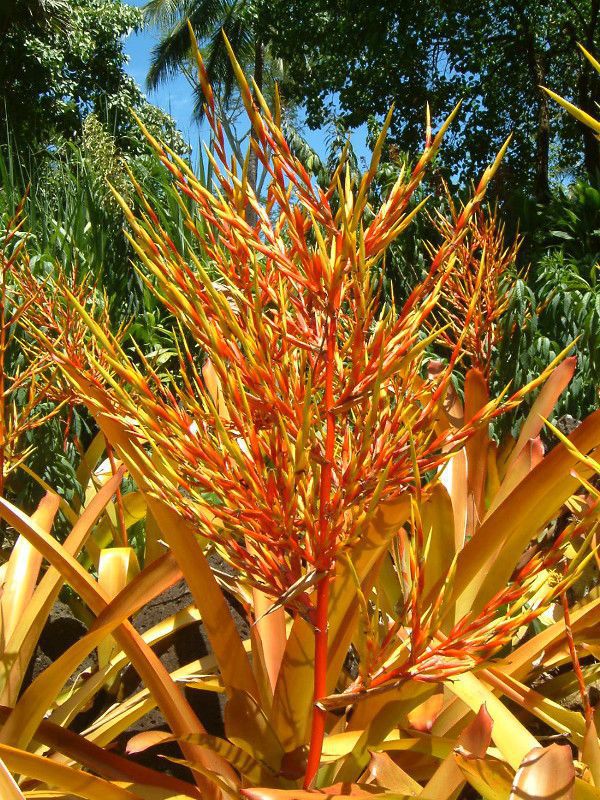 GNA(Aechmea blanchetiana)