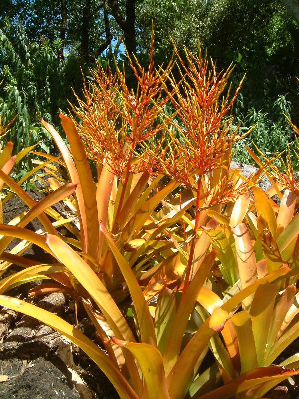 GNA(Aechmea blanchetiana)