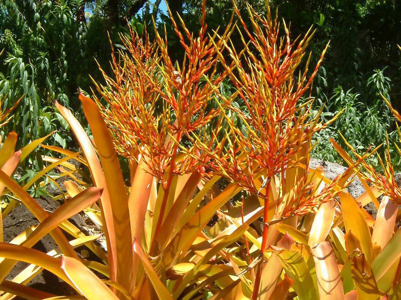 GNA(Aechmea blanchetiana)