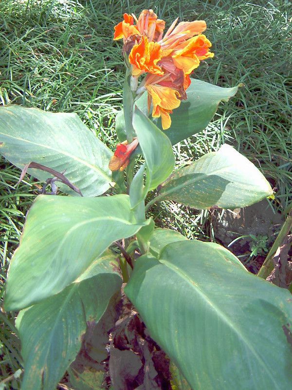 Ji(Canna)