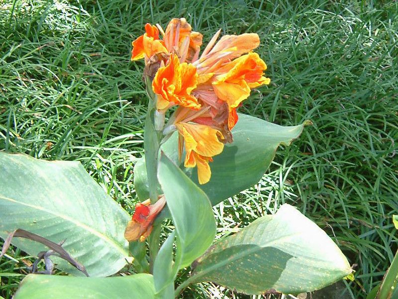 Ji(Canna)