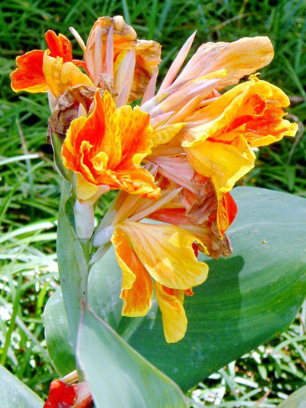 Ji(Canna)