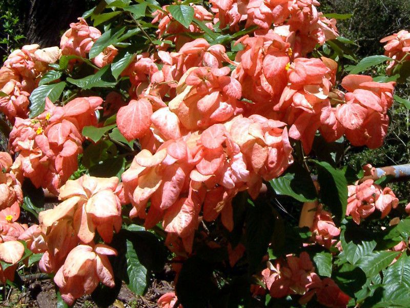 bTG_(Mussaenda)