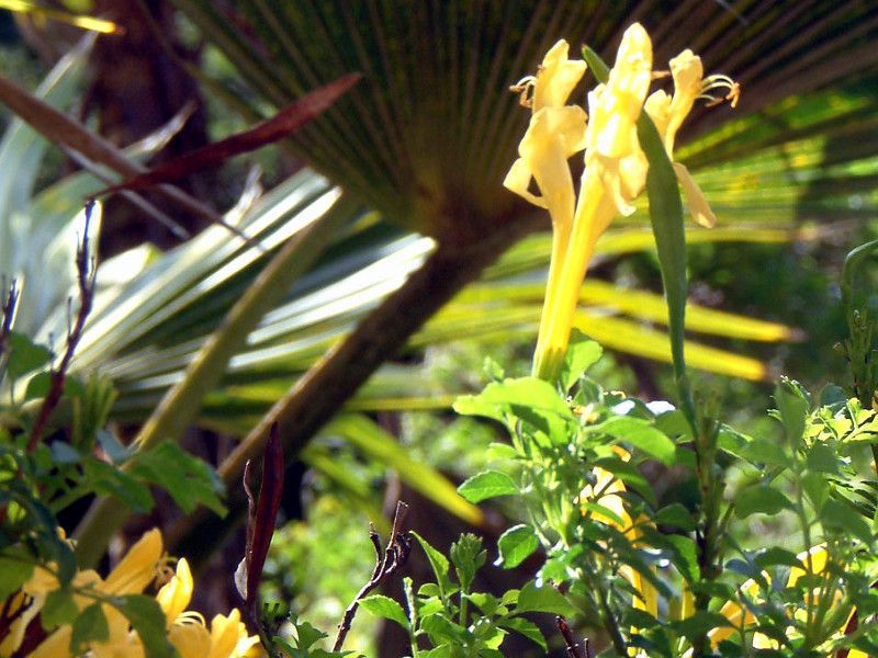 CG[EP[vEnj[TbN(Yellow cape honeysuckle)