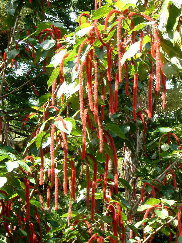 xjqmL(gR̖؁AAcalypha hispida)