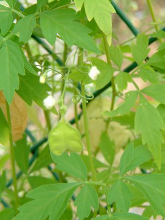 フウセンカズラ(風船葛)【かぎけんWEB】