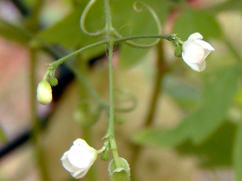 風船葛の花