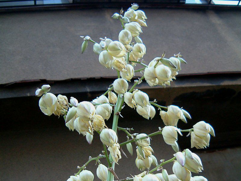 bJ(Yucca)