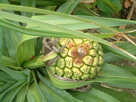 タコノキ 蛸の木 かぎけんweb