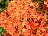 CN\ERbLlA(Ixora coccinea)