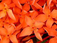 CN\ERbLlA(Ixora coccinea)