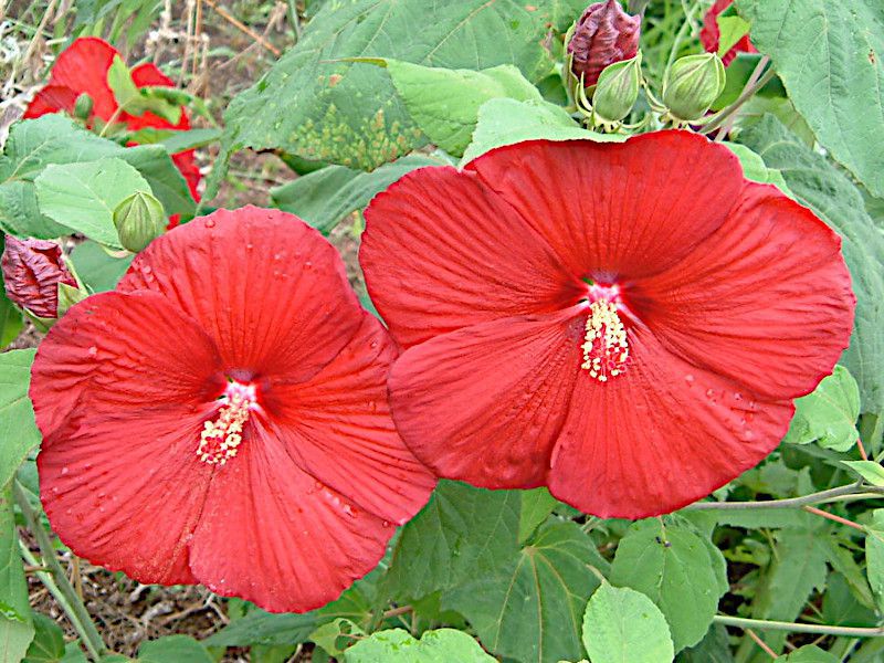 アメリカフヨウ アメリカ芙蓉 かぎけんweb