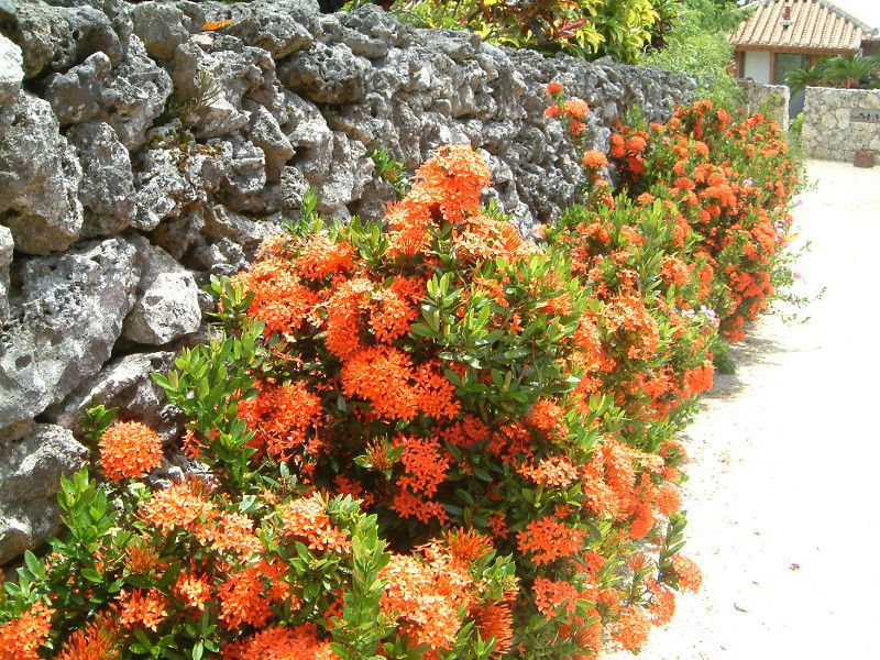 �A�J�o�i�T���^���J�i�ԉԎR�O)	