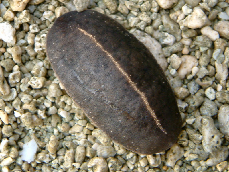 AVq_iNWiLaevicaulis altej