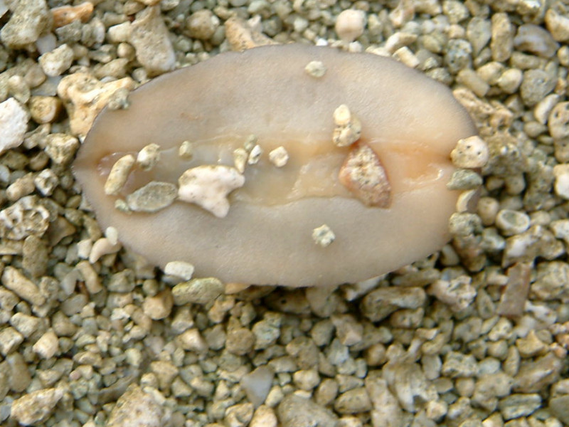 AVq_iNWiLaevicaulis altej