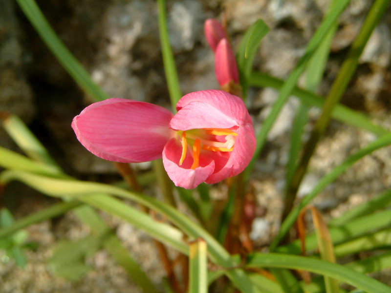 zephyranthes-carinata