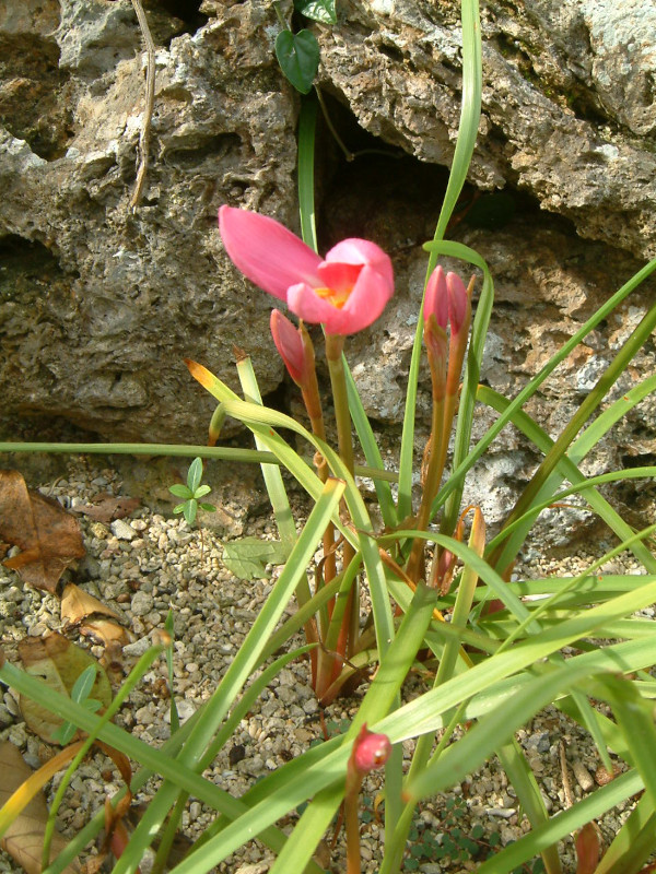 zephyranthes-carinata