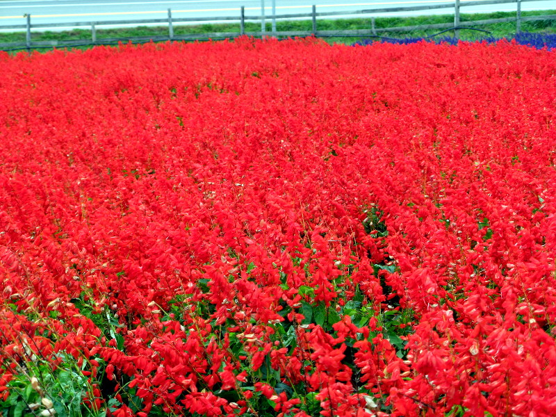TrAEXvfX(Salvia splendens)