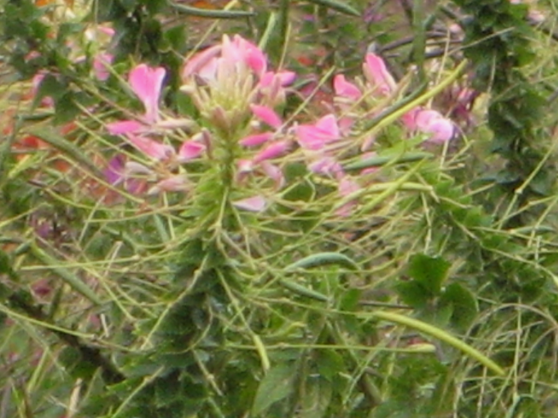 NI(Cleome)