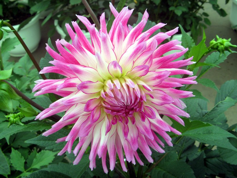 _A(Dahlia)