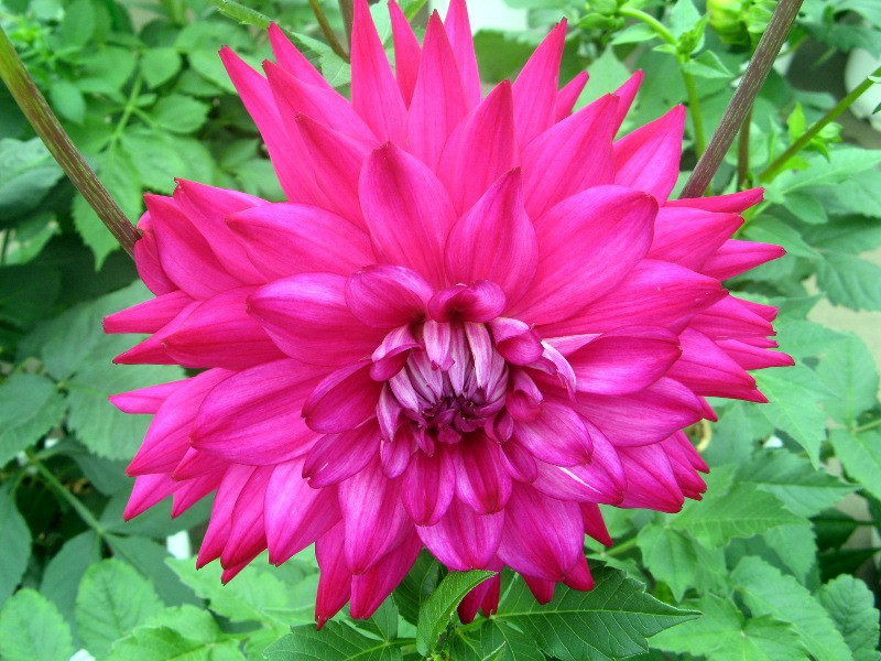 _A(Dahlia)