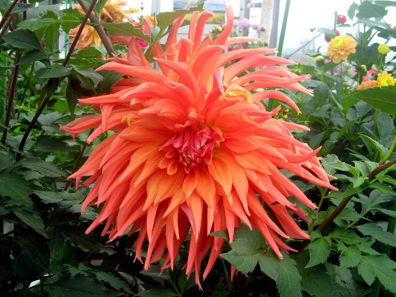 _A(Dahlia)